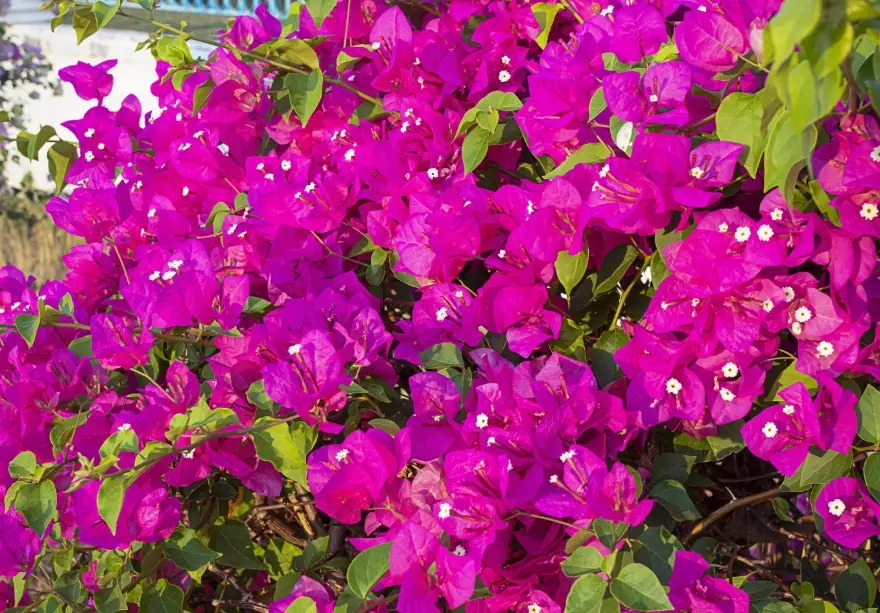 bougainvillea grow