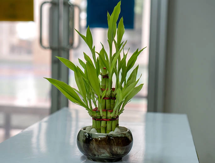 lucky bamboo plant care lucky bamboo plant care