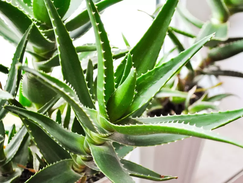 aloe vera care