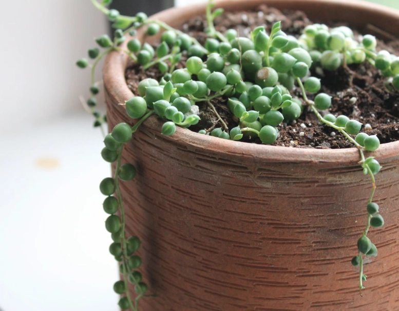 string of pearls plant watering