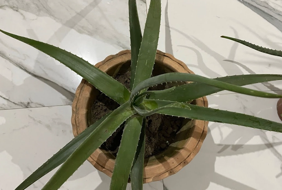 aloe vera plant care