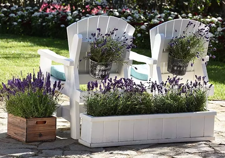 growing lavender in containers growing lavender in containers