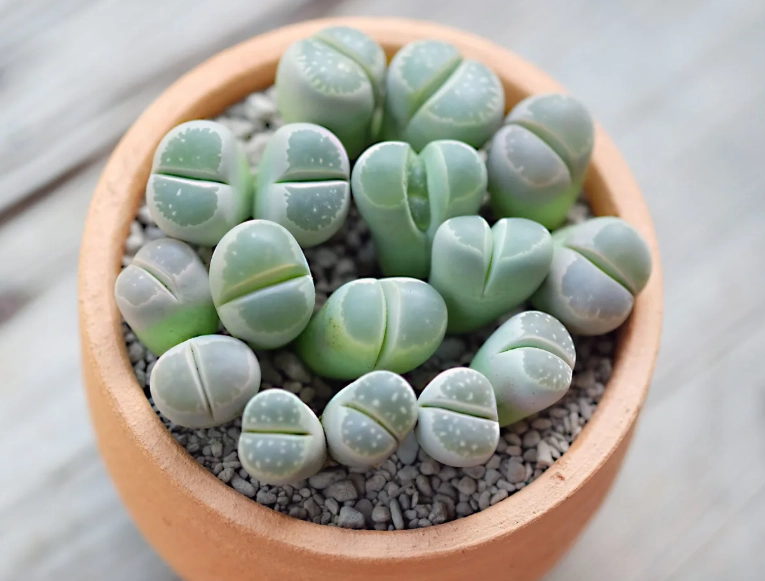 overwatering succulents overwatering succulents
