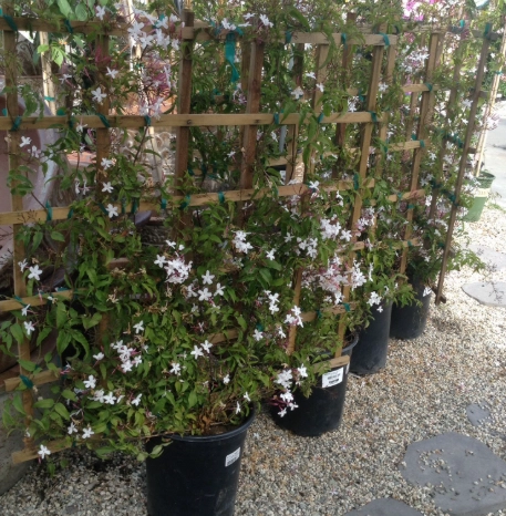how to trellis jasmine