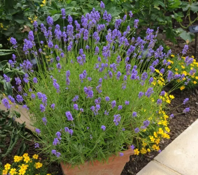 potted lavender care potted lavender care