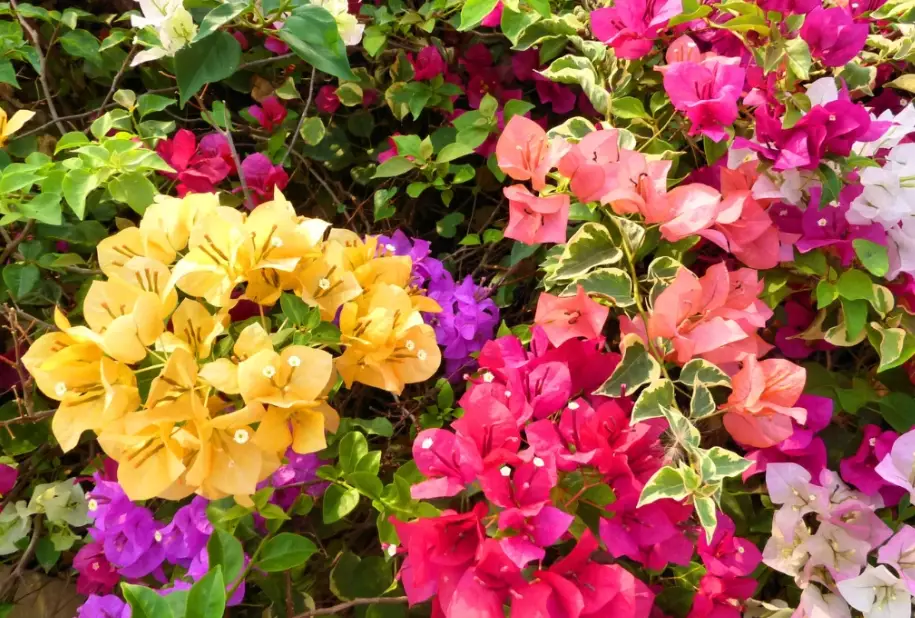 bougainvillea care tips