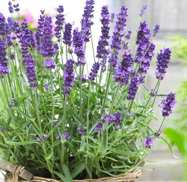 lavender plants in pots