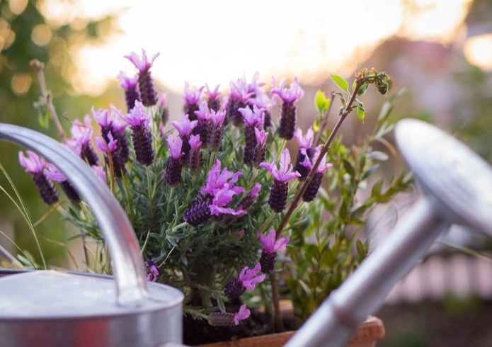potted lavender care potted lavender care
