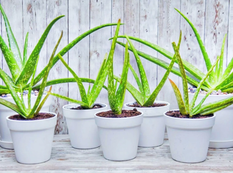 how to water aloe vera