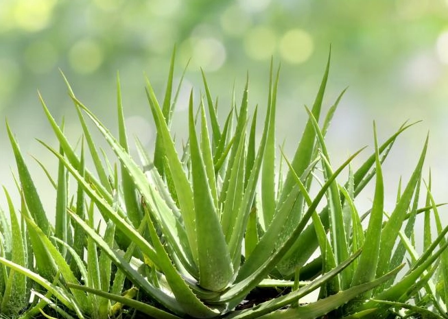 aloe vera care