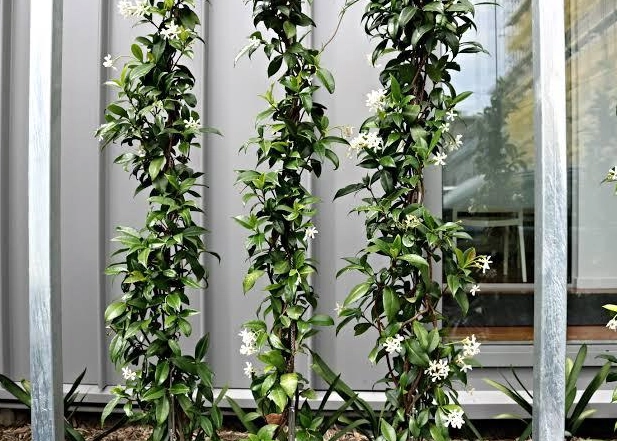 jasmine plant trellis