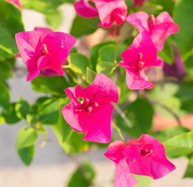 bougainvillea care tips