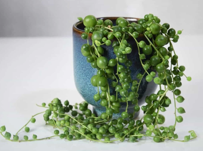 how to care for string of pearls