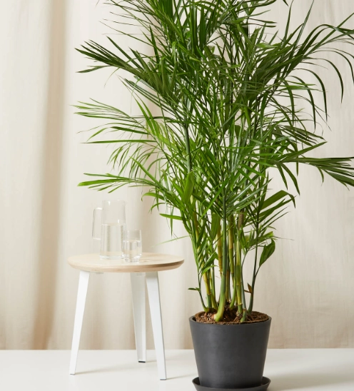 lucky bamboo plant care lucky bamboo plant care